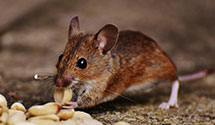 24 Hour & Emergency Exterminators in Manitou, ND